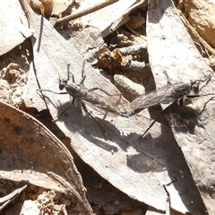 Unidentified True fly (Diptera) at Bruce, ACT - 17 Sep 2024 by JohnGiacon