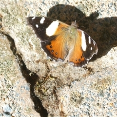 Vanessa itea (Yellow Admiral) at Acton, ACT - 17 Sep 2024 by JohnGiacon