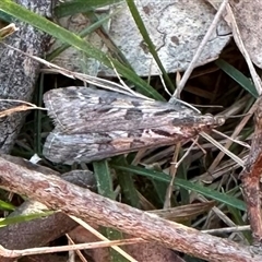 Nomophila corticalis (A Crambid moth (Spilomelinae) at Ainslie, ACT - 9 Sep 2024 by Pirom