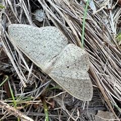 Scopula optivata (Varied Wave) at Hackett, ACT - 10 Sep 2024 by Pirom