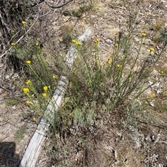 Chrysocephalum semipapposum (Clustered Everlasting) at Yarralumla, ACT - 14 Sep 2024 by jks