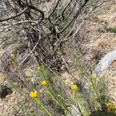 Chrysocephalum semipapposum at Yarralumla, ACT - 14 Sep 2024