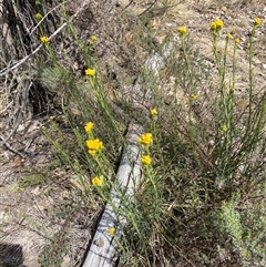 Chrysocephalum semipapposum at Yarralumla, ACT - 14 Sep 2024