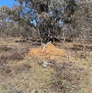 Nasutitermes exitiosus at Yarralumla, ACT - 14 Sep 2024