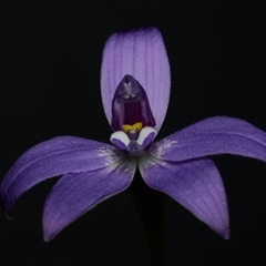 Glossodia major (Wax Lip Orchid) at Acton, ACT - 17 Sep 2024 by BB23