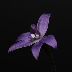 Glossodia major at Acton, ACT - suppressed