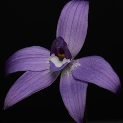 Glossodia major at Acton, ACT - suppressed