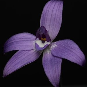 Glossodia major at Acton, ACT - suppressed