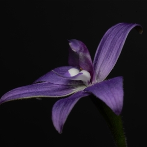 Glossodia major at Acton, ACT - suppressed