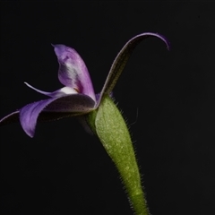 Glossodia major at Acton, ACT - suppressed