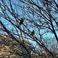 Polytelis swainsonii (Superb Parrot) at Watson, ACT - 15 Sep 2024 by mjmarchesi