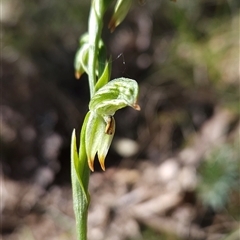 Bunochilus montanus (ACT) = Pterostylis jonesii (NSW) (Montane Leafy Greenhood) at Cotter River, ACT - 17 Sep 2024 by BethanyDunne