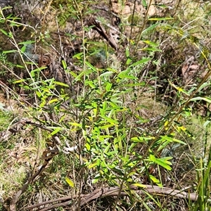 Astrotricha ledifolia at Cotter River, ACT - 17 Sep 2024