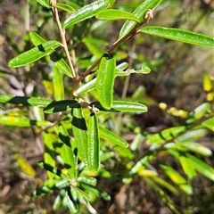 Astrotricha ledifolia at Cotter River, ACT - 17 Sep 2024 12:57 PM