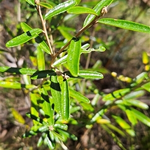 Astrotricha ledifolia at Cotter River, ACT - 17 Sep 2024