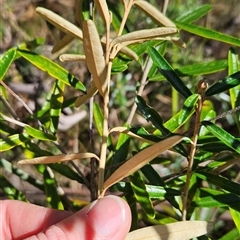 Astrotricha ledifolia at Cotter River, ACT - 17 Sep 2024 12:57 PM