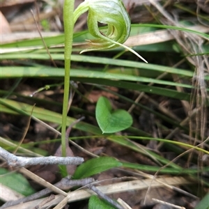 Pterostylis nutans at Cotter River, ACT - suppressed