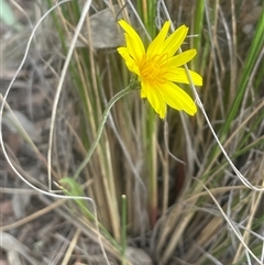 Microseris walteri (Yam Daisy, Murnong) at Hackett, ACT - 16 Sep 2024 by Clarel