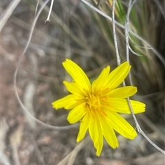 Microseris walteri at Hackett, ACT - 16 Sep 2024