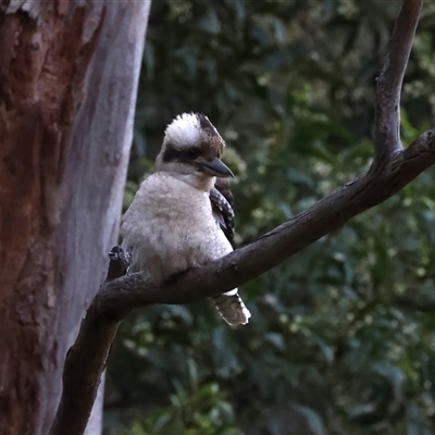 Dacelo novaeguineae (Laughing Kookaburra) at Bulli, NSW - 14 Sep 2024 by jb2602