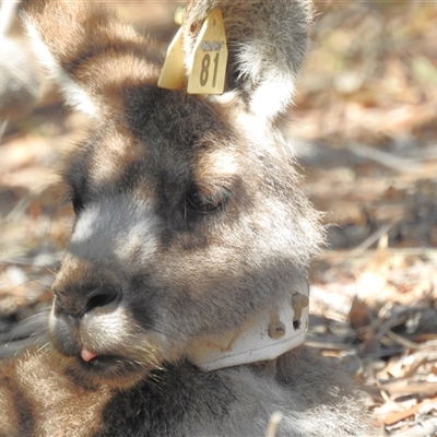 Macropus giganteus (Eastern Grey Kangaroo) at Acton, ACT - 16 Sep 2024 by HelenCross