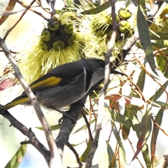 Phylidonyris pyrrhopterus (Crescent Honeyeater) at Acton, ACT - 17 Sep 2024 by HelenCross