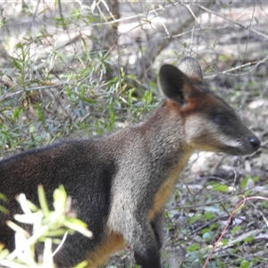 Wallabia bicolor at Acton, ACT - 17 Sep 2024 09:01 AM