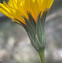 Microseris walteri (Yam Daisy, Murnong) at Bruce, ACT - 14 Sep 2024 by JVR