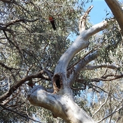 Alisterus scapularis (Australian King-Parrot) at Acton, ACT - 17 Sep 2024 by HelenCross