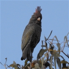 Callocephalon fimbriatum (Gang-gang Cockatoo) at Kambah, ACT - 17 Sep 2024 by HelenCross