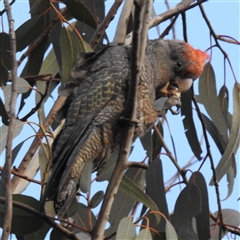 Callocephalon fimbriatum at Kambah, ACT - suppressed