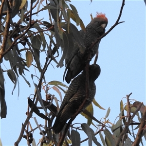 Callocephalon fimbriatum at Kambah, ACT - suppressed