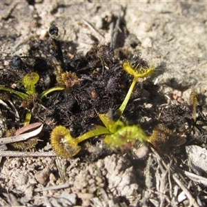 Drosera sp. at Wallaroo, NSW - 9 Sep 2024 02:00 PM