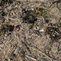 Drosera sp. at Wallaroo, NSW - 9 Sep 2024 02:00 PM