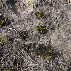 Drosera sp. at Wallaroo, NSW - 9 Sep 2024 02:00 PM