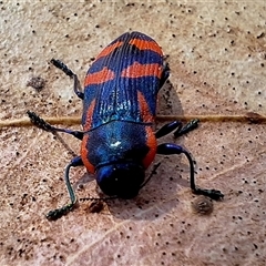 Castiarina xystra (Jewel Beetle) at Deakin, ACT - 17 Sep 2024 by KorinneM