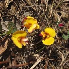 Bossiaea prostrata (Creeping Bossiaea) at Wallaroo, NSW - 9 Sep 2024 by pinnaCLE