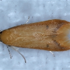 Tachystola hemisema (A Concealer moth) at Bulli, NSW - 14 Sep 2024 by jb2602