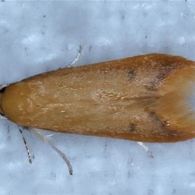 Tachystola hemisema (A Concealer moth) at Bulli, NSW - 14 Sep 2024 by jb2602