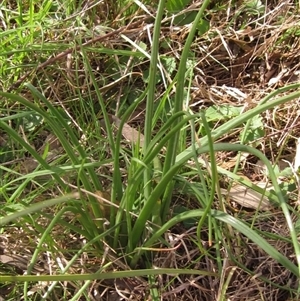 Bulbine bulbosa at Wallaroo, NSW - 9 Sep 2024