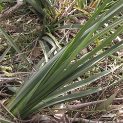 Dianella sp. aff. longifolia (Benambra) (Pale Flax Lily, Blue Flax Lily) at Wallaroo, NSW - 9 Sep 2024 by pinnaCLE