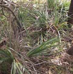 Dianella sp. aff. longifolia (Benambra) at Wallaroo, NSW - 9 Sep 2024 02:45 PM