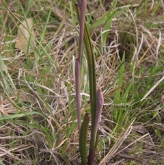 Thelymitra sp. (A Sun Orchid) at Wallaroo, NSW - 9 Sep 2024 by pinnaCLE