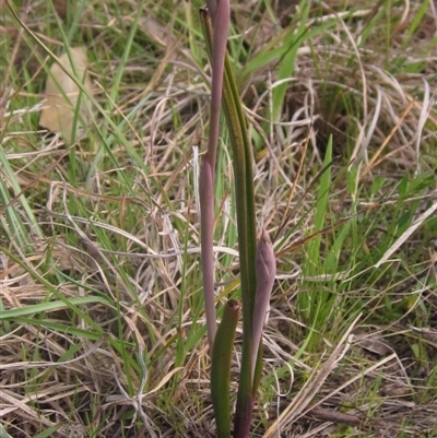 Thelymitra (Genus) (Sun Orchid) - 1 Jan 1900 by pinnaCLE