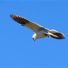 Elanus axillaris (Black-shouldered Kite) at Kambah, ACT - 17 Sep 2024 by RodDeb