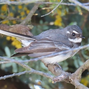 Rhipidura albiscapa at Kambah, ACT - 17 Sep 2024 02:11 PM