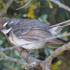 Rhipidura albiscapa at Kambah, ACT - 17 Sep 2024 02:11 PM