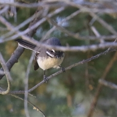 Rhipidura albiscapa at Kambah, ACT - 17 Sep 2024 02:11 PM