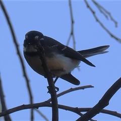 Rhipidura albiscapa at Kambah, ACT - 17 Sep 2024 02:11 PM