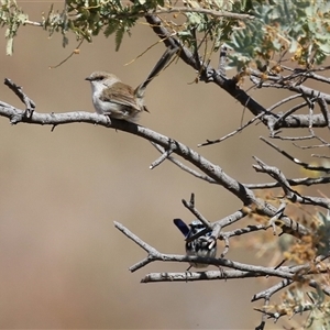 Malurus cyaneus at Kambah, ACT - 17 Sep 2024